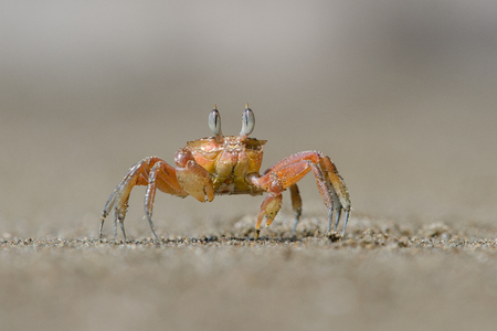 Small red crab walking on the beachの写真素材