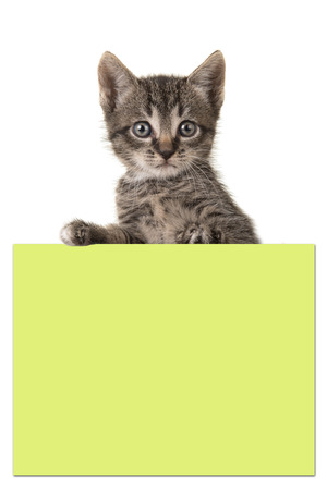 Cute 5 weeks old tabby baby cat holding a yellow paper board with room for text on a white backgroundの写真素材