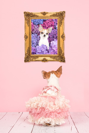 Cute sitting dressed chihuahua dog seen at the back in a living room with pink background staring at her own picture in a baroque golden frameの写真素材