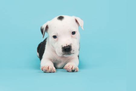 Cute black and white 5 weeks old stafford terrier puppy lying down seen from the side on a blue backgroundの写真素材