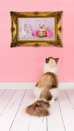 Ragdoll adult cat looking at a picture with a baby cat in bath in a golden picture frame in a pink living room environmentの写真素材