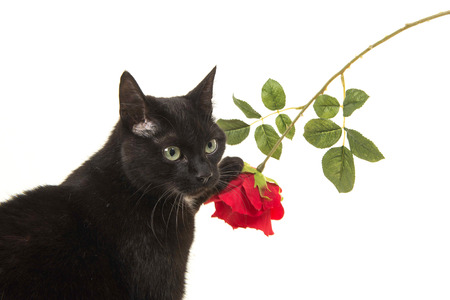 Black cat playing with a red rose on a white backgroundの写真素材