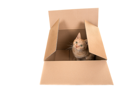 Red cat sitting in a carton box looking up facing the camera seen from above isolated on a white backgroundの写真素材