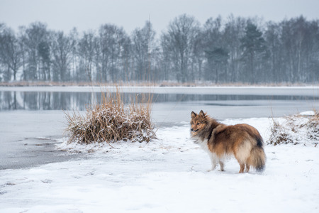 Shetland sheepdog or sheltie standing in a snow landscape with a lake and treesの写真素材