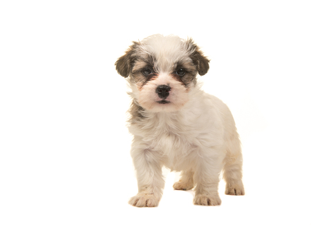 Brown and white standing boomer puppy facing the camera isolated on a white backgroundの写真素材