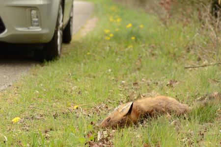 Dead red fox beside the road with in the corner a carの写真素材