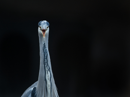 Screaming blue herron portrait on a black backgroundの写真素材