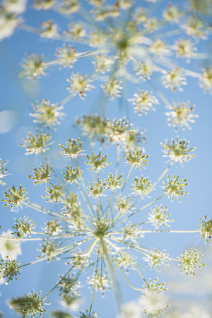 Wild cow parsley at the blue sky seen from underneath