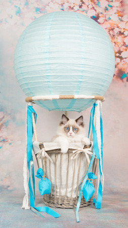 Cute blue eyed ragdoll baby cat in a blue air-balloon on a romantic backgroundの写真素材