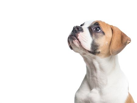 American bulldog puppy portrait looking up isolated on a white backgroundの写真素材