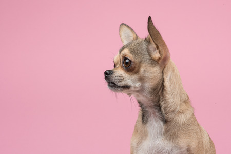 Chihuahua portrait looking to the left at a pink backgroundの写真素材