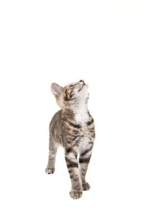 Cute tabby cat looking up isolated on a white backgroundの写真素材