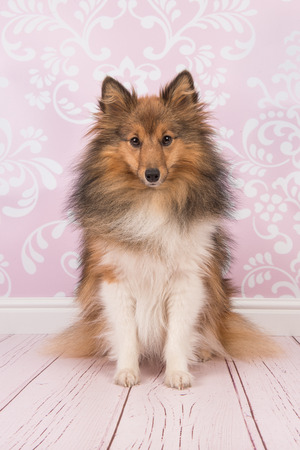 Pretty sitting shetland sheepdog looking at the camera in a pink living roomの写真素材