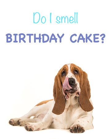 Basset hound lying on the floor facing the camera with its tongue out of its mouth licking its mouth...