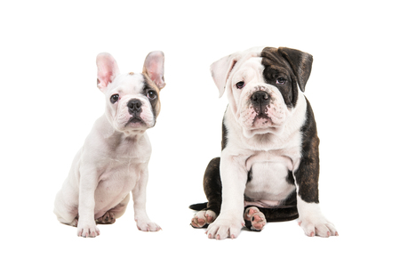 English and french bulldog puppy sitting looking at the camera isolated on a white backgroundの写真素材