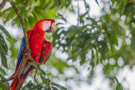 Red macaw parrot resting on a bench in the treesの写真素材