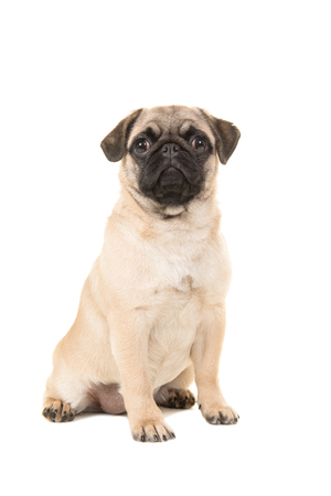 Cute sitting young pug dog looking at the camera isolated on a white backgroundの写真素材