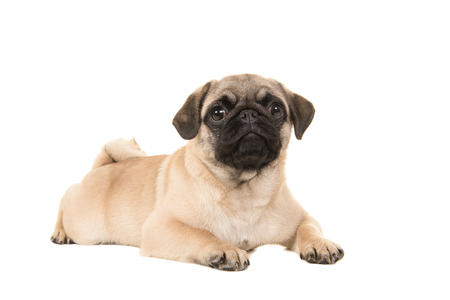 Cute young pug dog lying on the floor looking at the camera isolated on a white backgroundの写真素材