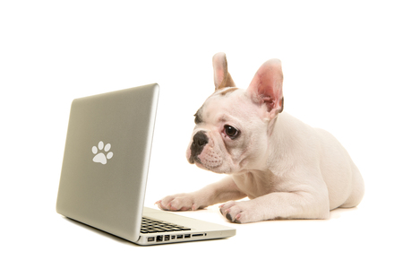 French bulldog puppy lying on the floor looking at a labtop isolated on a white backgroundの写真素材