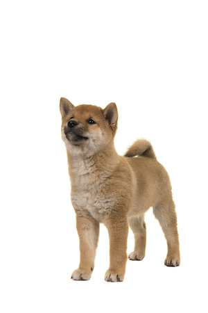 Shiba Inu puppy dog standing seen from the front looking up isolated on a white backgroundの写真素材