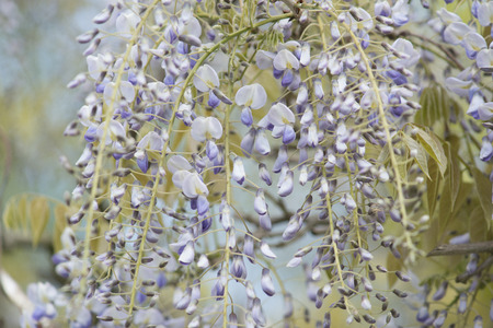 Wisteria blossoming flowers closeup on a natural outside blue sky backgroundの写真素材