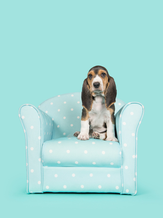 Cute basset artesien normand puppy sitting in a blue and white dotted chair on a blue  backgroundの写真素材