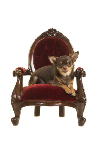Brown chihuahua dog lying down in an antique red and brown baroque chair on a white backgroundの写真素材