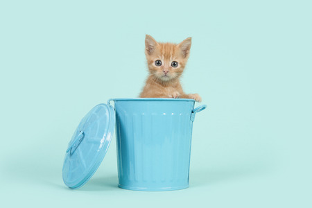 Red ginger 8 weeks old baby cat in a blue dustbin on a turquoise blue backgroundの写真素材
