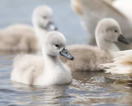 Cygnet swimming on the water behind their parentsの写真素材
