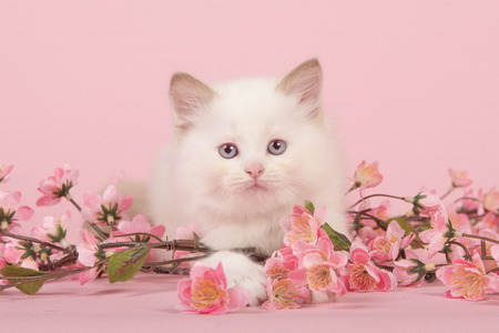 Cute 6 weeks old rag doll baby cat with blue eyes lying on the floor looking at camera between pink flowers on a pink backgroundの写真素材