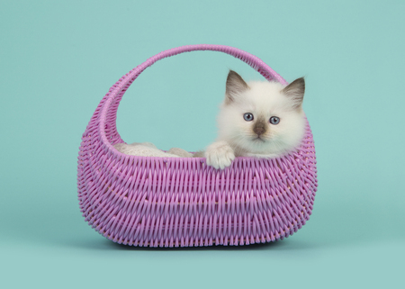 Cute 6 weeks old rag doll baby cat with blue eyes hanging over the edge of a pink basket on a blue turquoise backgroundの写真素材
