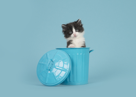 Cute 6 weeks old black and white baby cat in a blue trashcan on a blue backgroundの写真素材