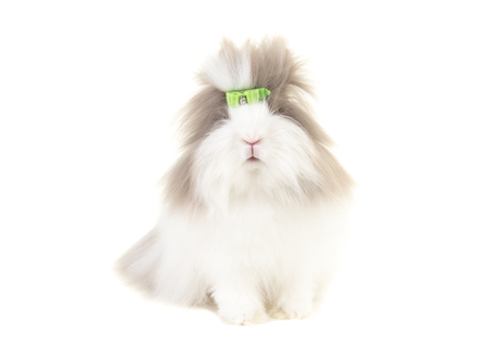 Pretty long haired angora bunny seen from the front wearing a green bow isolated on a white backgroundの写真素材