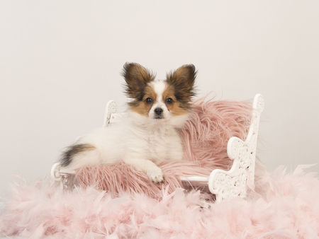 Butterfly dog puppy sitting on a doll bench on a pink fur on a white backgroundの写真素材