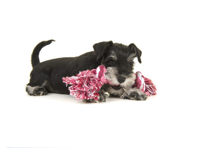 Black and grey mini schnauzer puppy lying on the floor chewing on  a pink and white woven rope toy seen from the side isolated on a white backgroundの写真素材