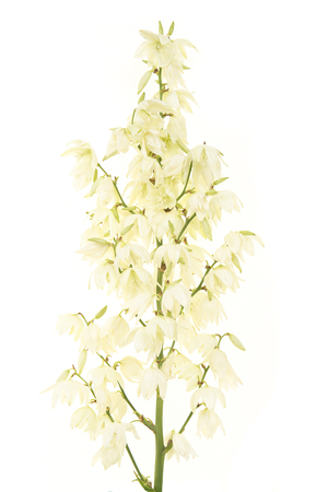 Yucca flower stem isolated on a white backgroundの写真素材