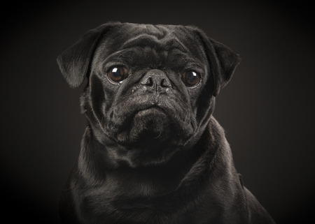 Portrait of a black pug on a black backgroundの写真素材