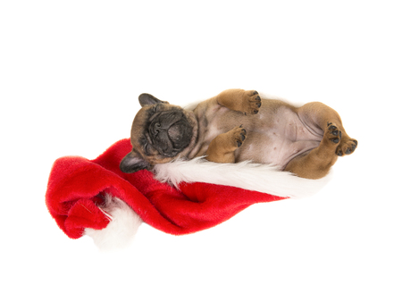 Cute french bulldog puppy lying on its back sleeping in santa's hatの写真素材
