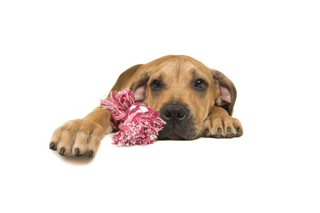 Young boerboel or South African mastiff seen from the front lying down holding on a pink and white woven rope toy on a white backgroundの写真素材