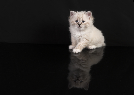 Cute siberian forest baby cat sitting facing the camera on a black background with its reflectionsの写真素材