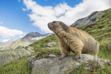 Proud alpine marmot on the look out standing on a stone looking over the mountainsの写真素材