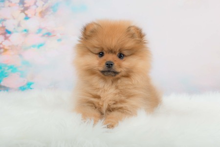 Cute fuzzy pomeranian puppy lying in front of a romantic background facing the cameraの写真素材