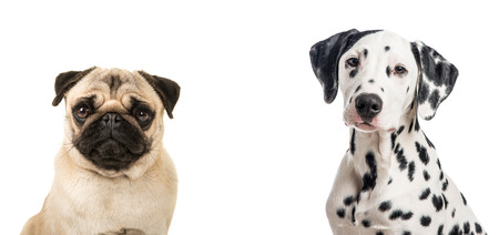 Duo portrait of a dalmatian dog an a pug