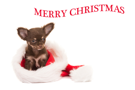 Cute brown chihuahua dog puppy sitting in santa's hat isolated on a white background with text merry christmasの写真素材