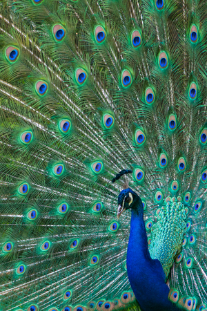Full frame portrait of a male peacock with its tail and feather standing upの写真素材