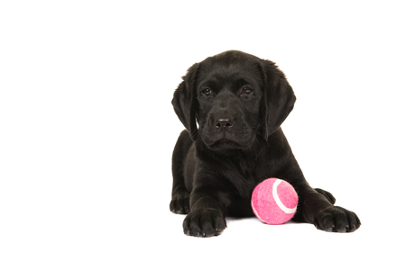Cute black labrador puppy dog lying down with a pink ball isolated on a white backgroundの写真素材