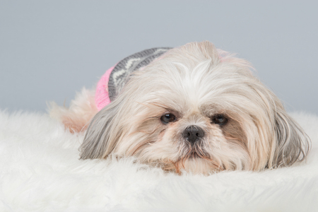 Lazy shih-tzu dog lying down at a grey backgroundの写真素材