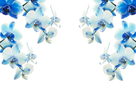 Blue orchids flowers on a white backgroundの写真素材