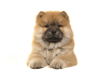 Chow chow puppy seen from the front lying down looking at the camera isolated on a white backgroundの写真素材