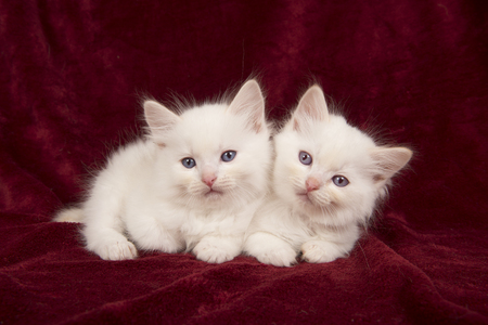 Two baby ragdoll cats lying down on a burgundy velvet plain backgroundの写真素材
